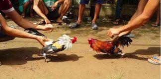 Cockfighting