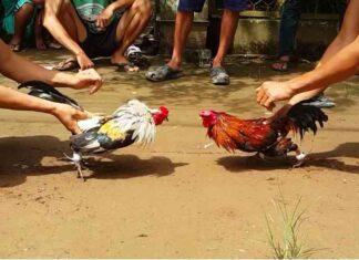 Cockfighting