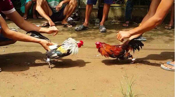 Cockfighting