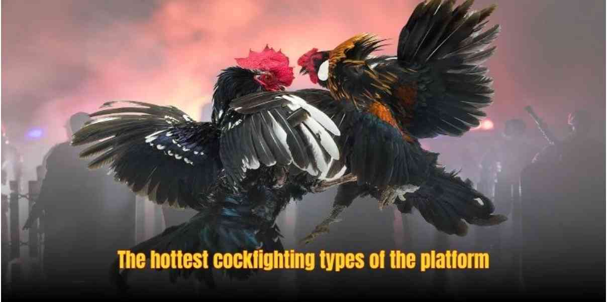 Live Cockfighting