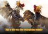 Live Cockfighting