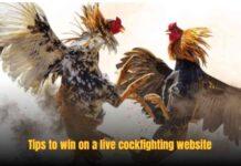 Live Cockfighting