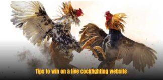 Live Cockfighting