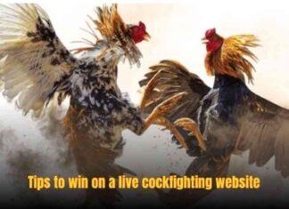 Live Cockfighting