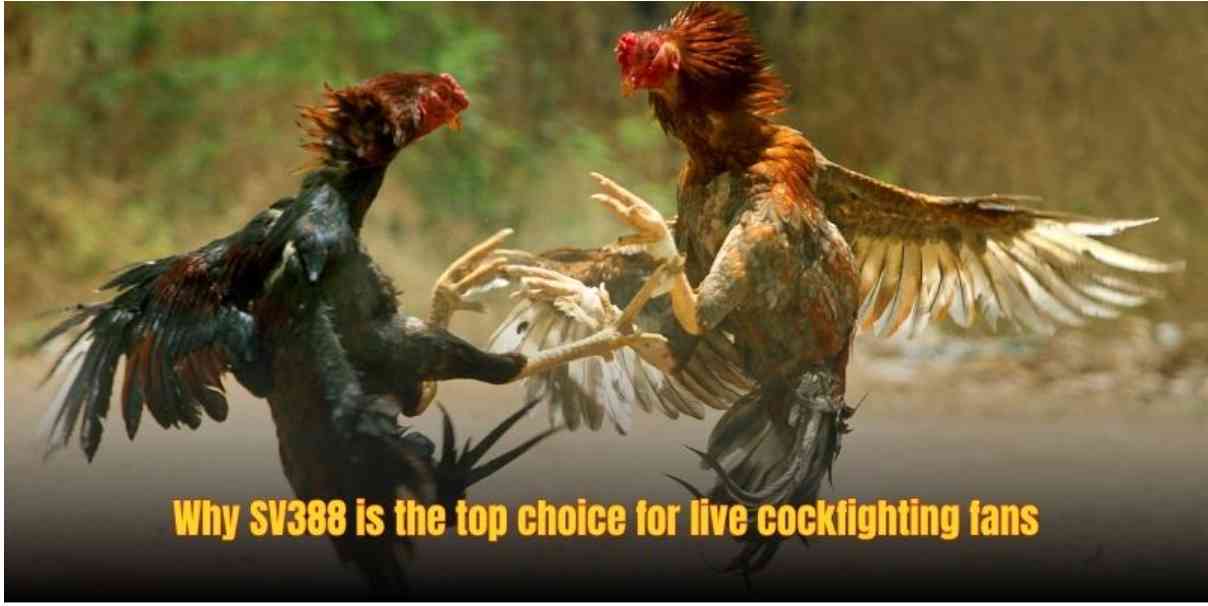 Live Cockfighting