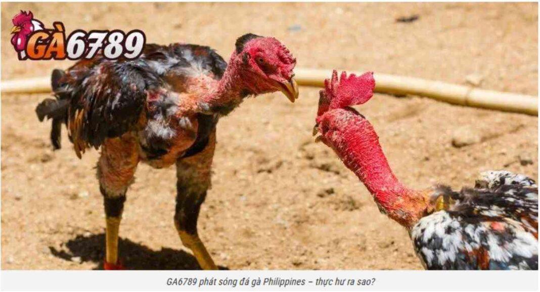 Live cockfighting GA6789 Full HD, enter the lobby quickly and watch immediately