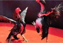 Gamefowl Care Tips From A-Z – Guide to Healthy Raising Gamefowl