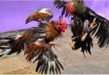 Sabong Philippines – Discover Rules and Tips to Win Easily Sabong Philippines